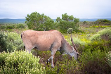 Afrika 'nın en büyük antilop türü olan ıssız arazi, Güney Afrika' daki De Hoop Doğa Rezervi 'nin eşsiz fynbos bitki örtüsünde huzur içinde otluyor.
