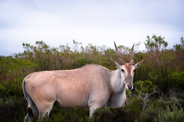 Afrika 'nın en büyük antilop türü olan ıssız arazi, Güney Afrika' daki De Hoop Doğa Rezervi 'nin eşsiz fynbos bitki örtüsünde huzur içinde otluyor.