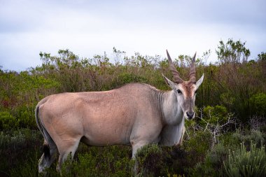 Afrika 'nın en büyük antilop türü olan ıssız arazi, Güney Afrika' daki De Hoop Doğa Rezervi 'nin eşsiz fynbos bitki örtüsünde huzur içinde otluyor.