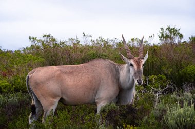 Afrika 'nın en büyük antilop türü olan ıssız arazi, Güney Afrika' daki De Hoop Doğa Rezervi 'nin eşsiz fynbos bitki örtüsünde huzur içinde otluyor.