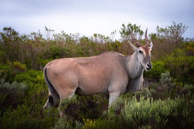 Afrika 'nın en büyük antilop türü olan ıssız arazi, Güney Afrika' daki De Hoop Doğa Rezervi 'nin eşsiz fynbos bitki örtüsünde huzur içinde otluyor.