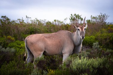 Afrika 'nın en büyük antilop türü olan ıssız arazi, Güney Afrika' daki De Hoop Doğa Rezervi 'nin eşsiz fynbos bitki örtüsünde huzur içinde otluyor.