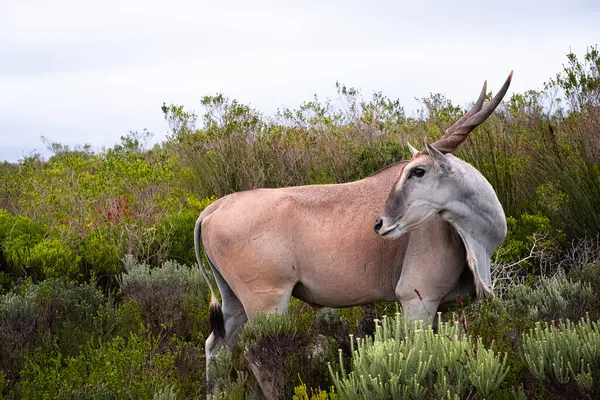 Afrika 'nın en büyük antilop türü olan ıssız arazi, Güney Afrika' daki De Hoop Doğa Rezervi 'nin eşsiz fynbos bitki örtüsünde huzur içinde otluyor.