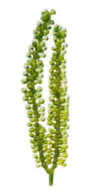 Beyaz arka planda izole edilmiş üzüm yosunu. deniz yosunu kırpma yolu