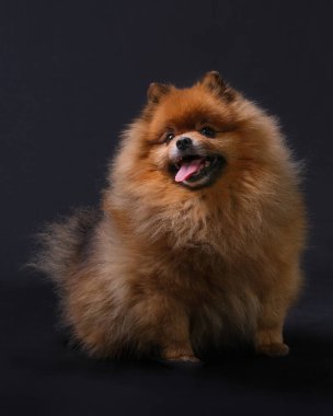Pomeranya tükürük türünün kırmızı köpeği siyah bir arka planda oturuyor.
