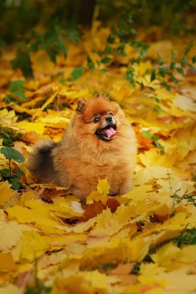ポメラニア スピッツ種の赤い毛の犬が公園内の黄色の葉の間に座って散歩をしています — ストック写真