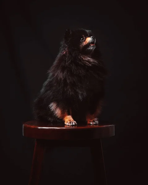 Zwarte Hond Spitz Pomeranian Zit Een Stoel Een Zwarte Achtergrond — Stockfoto
