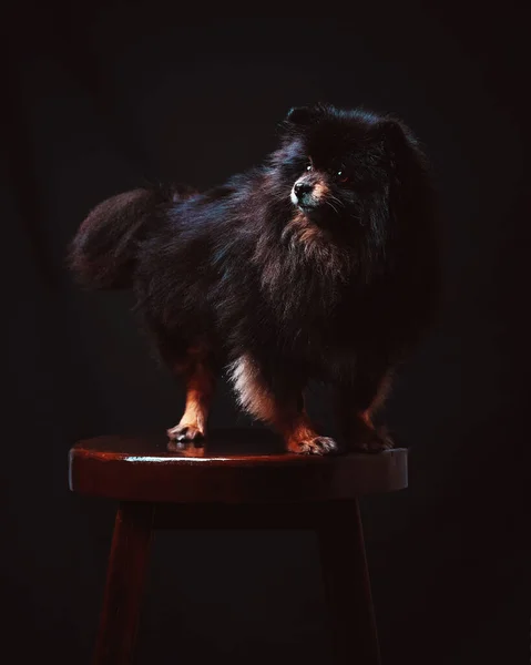 Siyah köpek Spitz Pomeranian siyah arka planda bir sandalyede oturuyor.