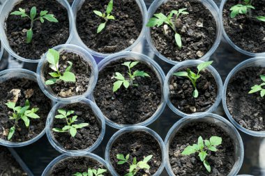 Plastik bardaklara fidanlar ekin.