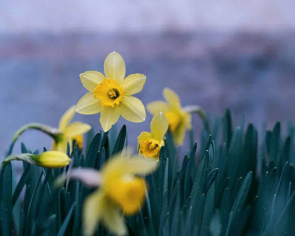 Цветы Нарциссы Цветут Клумбе — стоковое фото