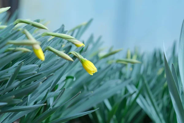 Çiçek Tarlasında Nergis Tomurcukları — Stok fotoğraf