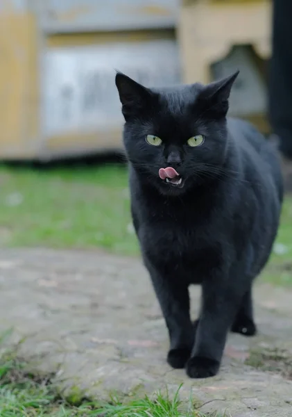 Μαύρη Γάτα Γλείφει Στην Πίσω Αυλή — Φωτογραφία Αρχείου