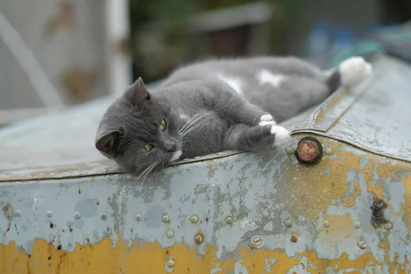 Gray Cat Lies Boat Rests — Stock Photo, Image