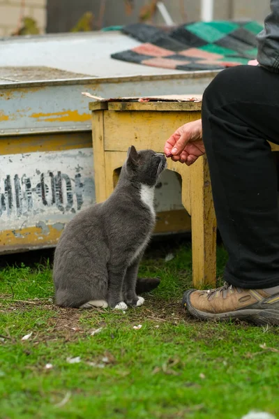 Γκρι Γάτα Ζητάει Φαγητό Από Τον Ιδιοκτήτη Στην Πίσω Αυλή — Φωτογραφία Αρχείου