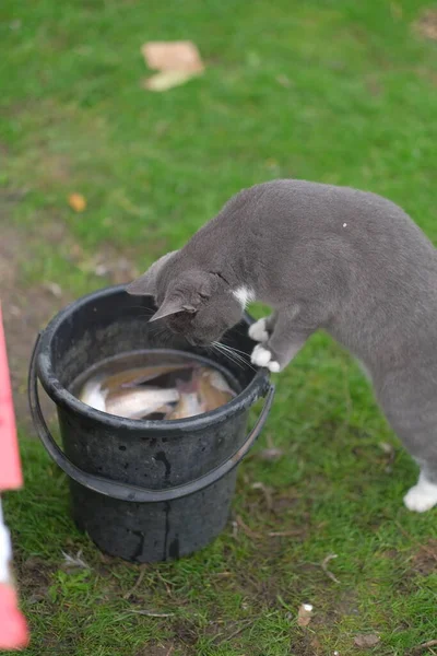 Γκρίζα Πεινασμένη Γάτα Κοιτάζει Μέσα Έναν Κουβά Ψάρια — Φωτογραφία Αρχείου
