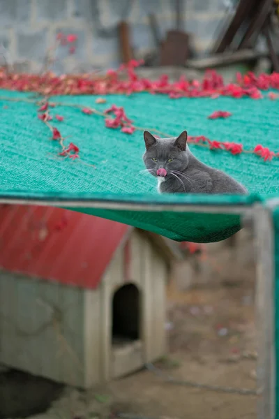 Gato Gris Sienta Una Red Patio Trasero — Foto de Stock