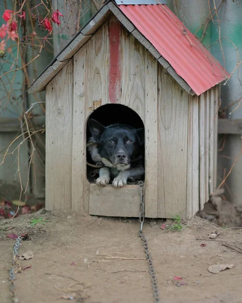Чёрная Собака Сидит Кабинке Заднем Дворе — стоковое фото
