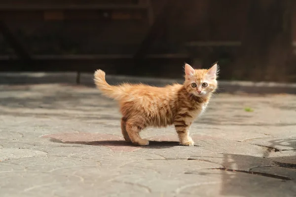 红猫站在街上 — 图库照片