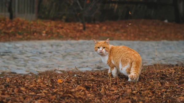 Красная Кошка Ходит Желтым Листьям — стоковое фото