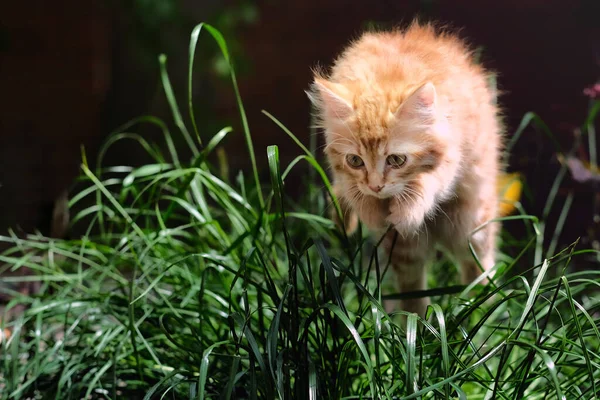 Rood Katje Springt Het Gras — Stockfoto