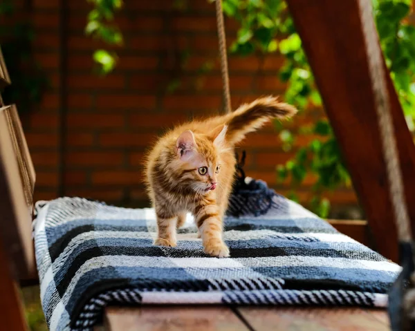 Gember Kitten Loopt Een Geruite Deken Achtertuin — Stockfoto