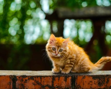 Kırmızı kedi yavrusu tuğla duvarda oturuyor.