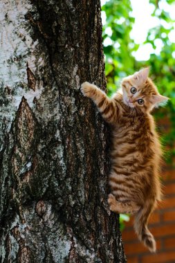 Kızıl kedi bir ağaç gövdesine tırmanıyor.