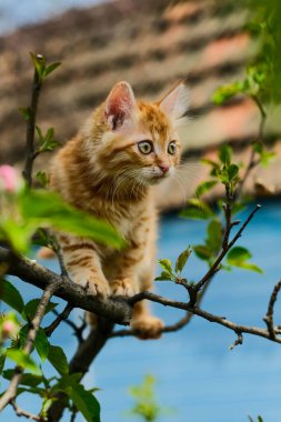 Zencefilli kedi yavrusu bir çiçek ağacında oturur.