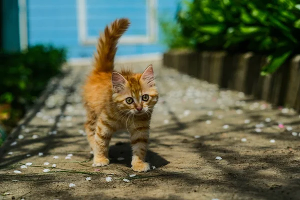 Gatinho Gengibre Andando Quintal Longo Caminho — Fotografia de Stock