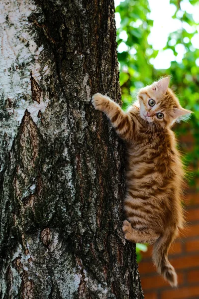 Ginger kitten climbs a tree trunk