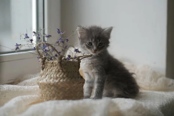 Gray Kitten Zit Het Raam Tussen Bloemen — Stockfoto