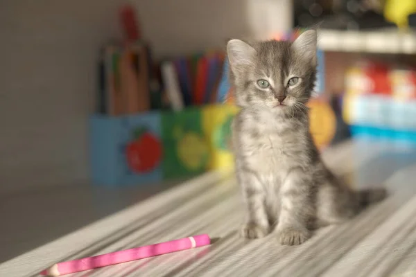 Gri tekir kedicik renkli kalemlerle bir masada oturuyor.