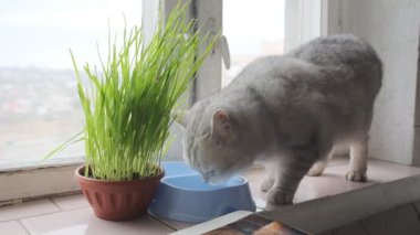 İskoç heteroseksüel kedi pencere kenarındaki kaseden yemek yer.