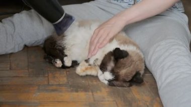 Saç kurutma makinesiyle hayvanı kurutan adam.