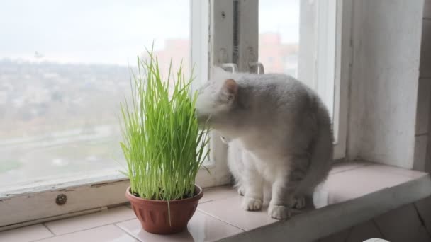Шотландская Прямая Кошка Облизывает Губы Прыгает Подоконника — стоковое видео