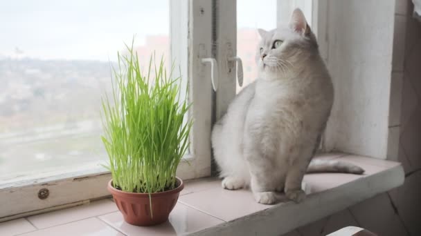 Seekor Kucing Scottish Straight Duduk Jendela Dia Menonton Dengan Bunga — Stok Video