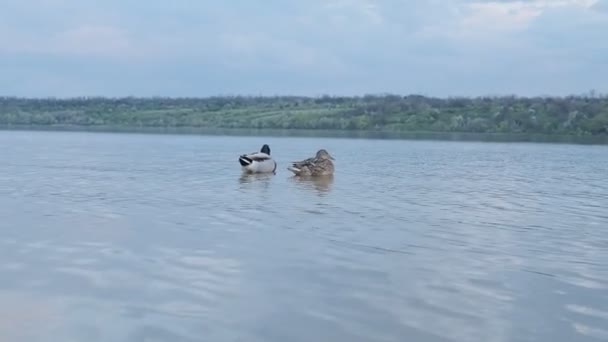 Ζευγάρι Πάπιες Στο Ποτάμι — Αρχείο Βίντεο