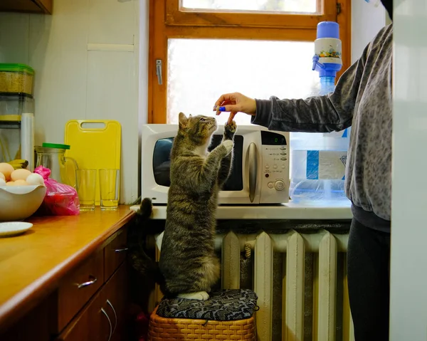 Кіт Просить Власника Про Їжу — стокове фото