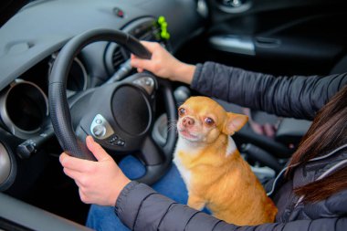 Chihuahua köpeği arabanın sahibinin elinde oturuyor.