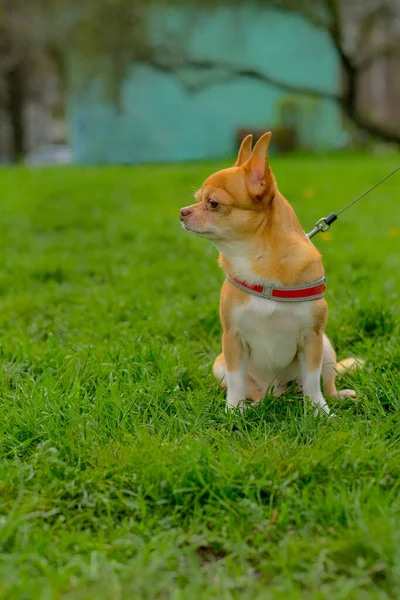 Chihuahua Σκυλί Κάθεται Στο Γρασίδι Στο Πάρκο — Φωτογραφία Αρχείου
