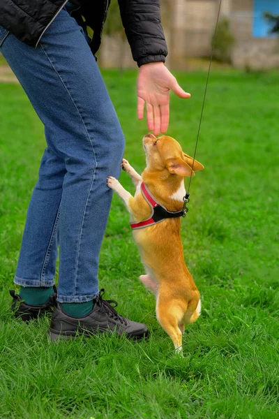 Chihuahua Hund Står Bakbenen Och Lutar Sig Mot Ägarens Ben — Stockfoto