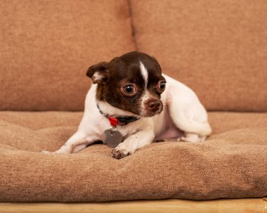 Kahverengi benekli beyaz bir chihuahua köpeği bej bir kanepede yatıyor.