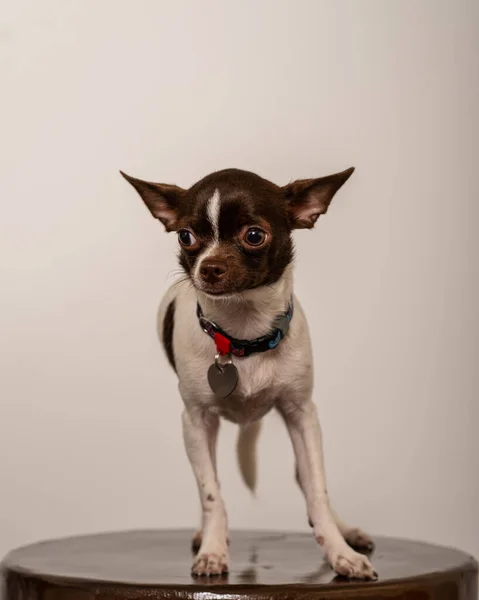 Chihuahua Köpeği Bir Sandalyenin Üzerinde Işık Duvarına Karşı Duruyor — Stok fotoğraf