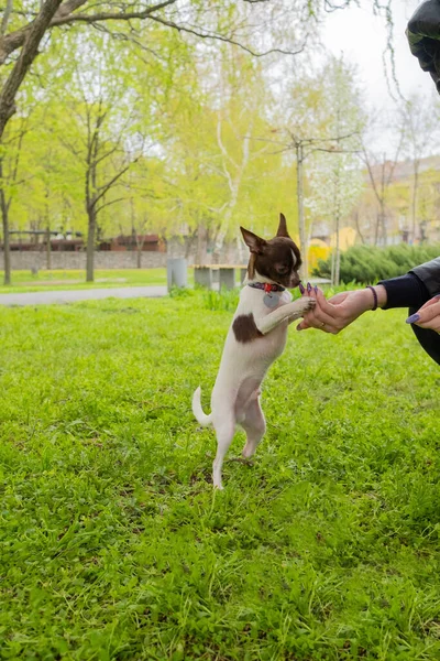 Chihuahua dog eats from the hands of the owner on a walk in the park