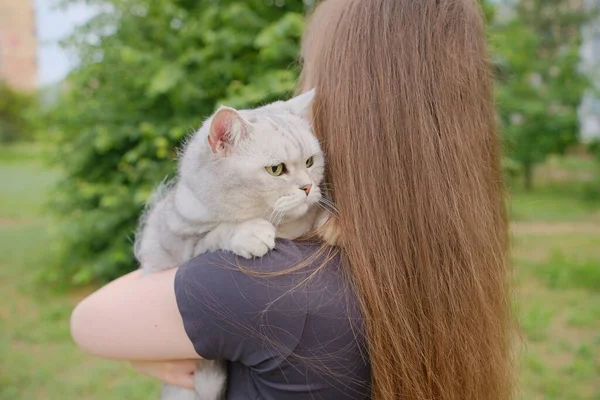 Cat breed Scottish Straight color silver chinchilla sits in the arms of the owner. She is wary.