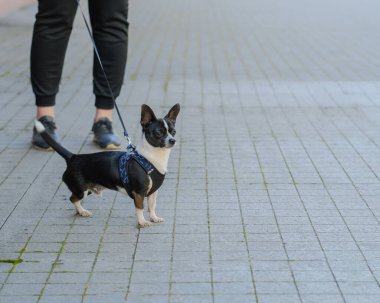 Şehirde tasmalı bir köpek 