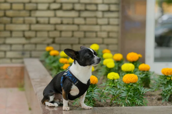 Χαριτωμένο Chihuahua Περπάτημα Στην Πόλη — Φωτογραφία Αρχείου