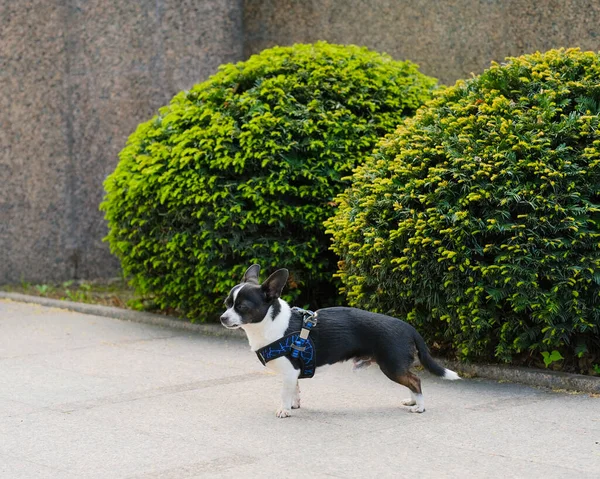 Χαριτωμένο Chihuahua Περπάτημα Στην Πόλη — Φωτογραφία Αρχείου