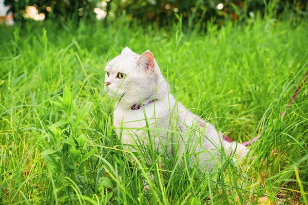 Scottish Straight Gato Senta Grama Verde Ela Está Usando Arnês — Fotografia de Stock