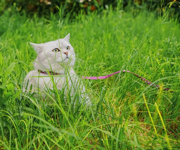 Gato Branco Raça Straight Escocesa Senta Grama Verde Ela Está — Fotografia de Stock